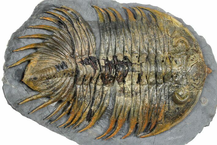 Rare Treveropyge Trilobite - Issoumour, Morocco #376905